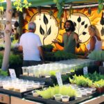 Selling Homegrown Weed: Effective Tips for the Budding Entrepreneur