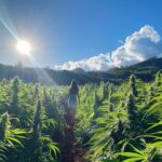 Unlock Free Cannabis: Essential Tips and Legal Ways to Score